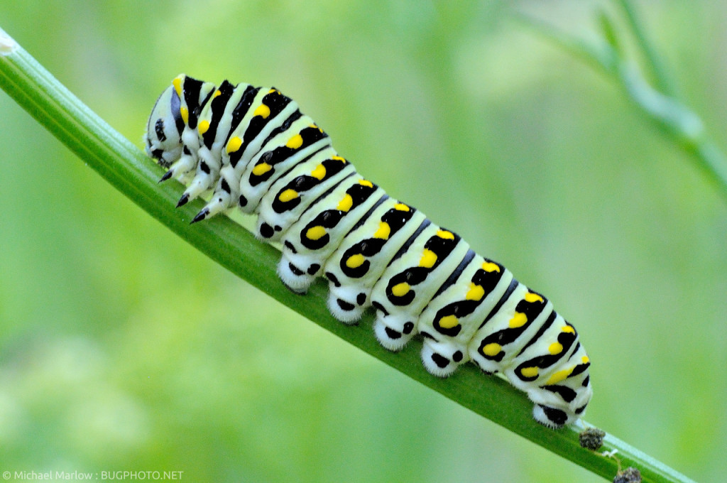 Design inspiration in nature- Black swallowtail caterpillar